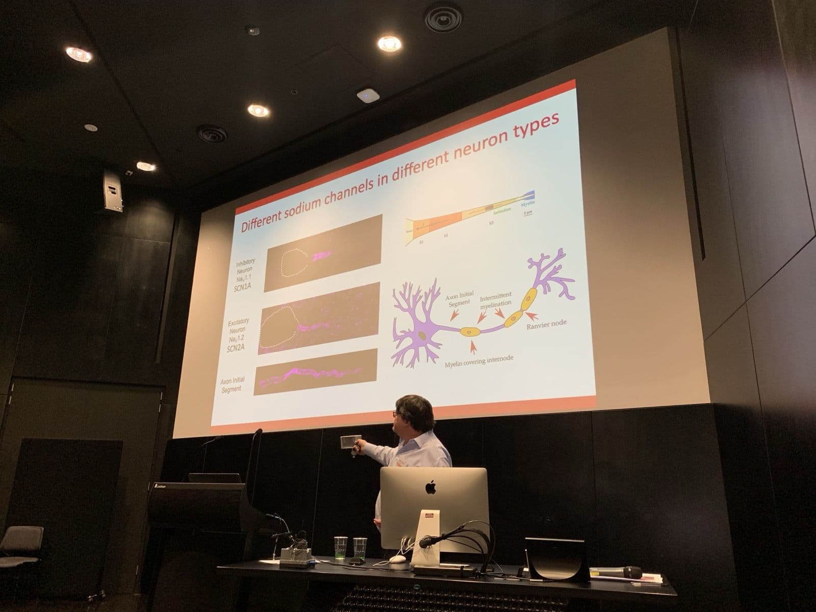 Prof Steven Petrou presenting a slide on sodium channels